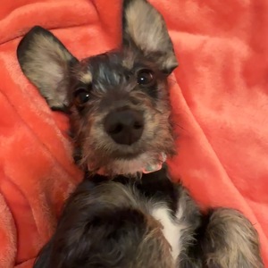 Fundraising Page: Siri Harkins